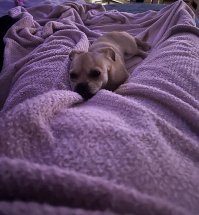 Kleine Chihuahua Mischlingshündin