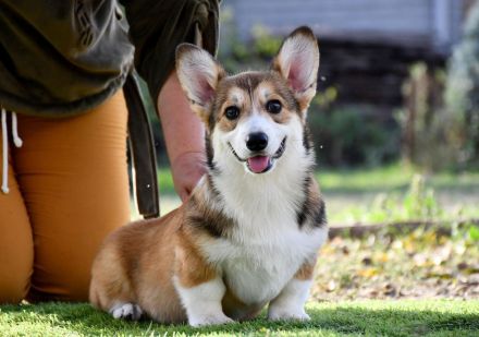 Welsh Corgi Pembroke Welpen