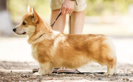 Welsh Corgi Pembroke Welpen