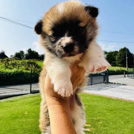 Welsh Corgi Pembroke Welpen