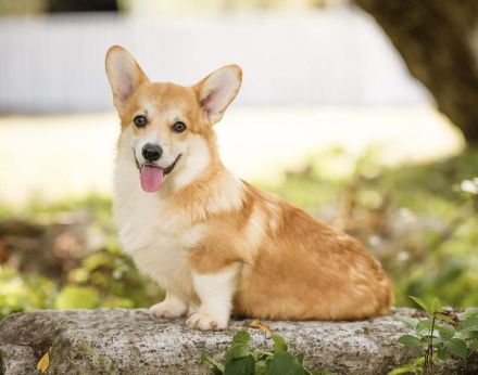 Welsh Corgi Pembroke Welpen