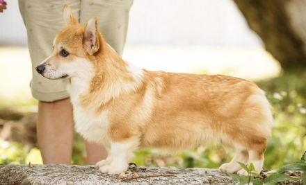 Welsh Corgi Pembroke Welpen