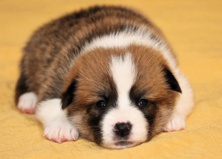 Welsh Corgi Pembroke Welpen