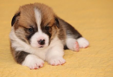 Welsh Corgi Pembroke Welpen