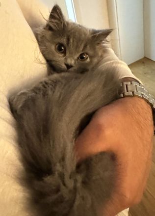 Langhaar Kater BLH Maine Coon