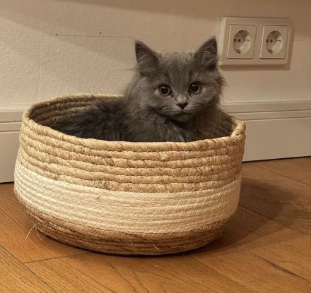 Langhaar Kater BLH Maine Coon