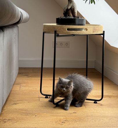 Langhaar Kater BLH Maine Coon