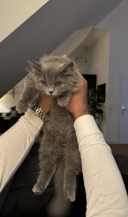 Langhaar Kater BLH Maine Coon