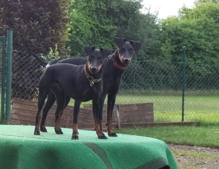 Manchester Terrier Welpen