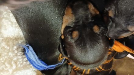 Manchester Terrier Welpen