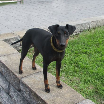 Manchester Terrier Welpen