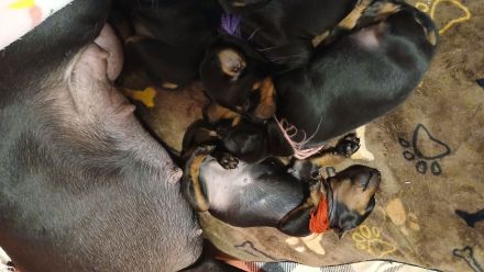 Manchester Terrier Welpen