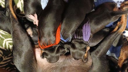 Manchester Terrier Welpen