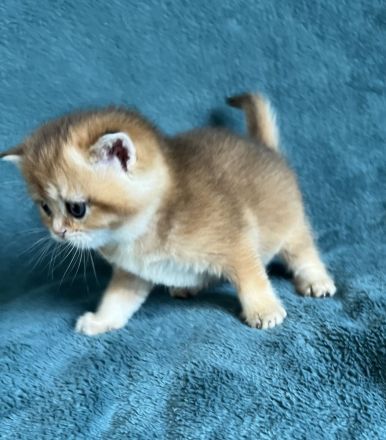 BKH Black Golden Shaded JUNGEN