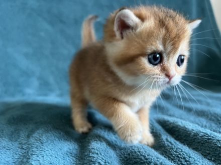 BKH Black Golden Shaded JUNGEN