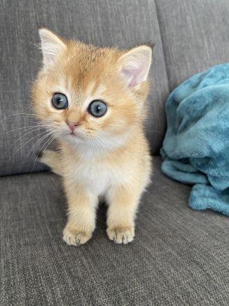 BKH Black Golden Shaded JUNGEN