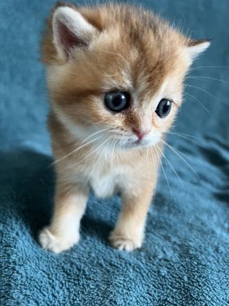 BKH Black Golden Shaded JUNGEN