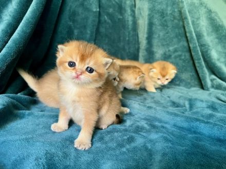 BKH Black Golden Shaded JUNGEN