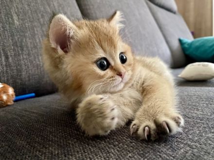 BKH Black Golden Shaded JUNGEN