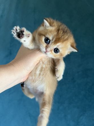 BKH Black Golden Shaded JUNGEN