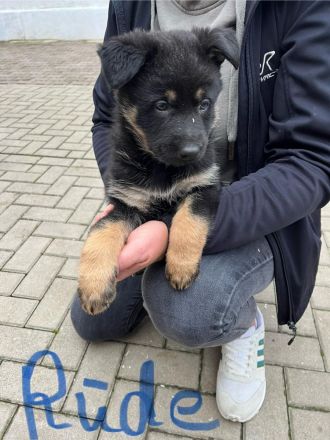 Deutsche Schäferhund Welpen DDR Linie