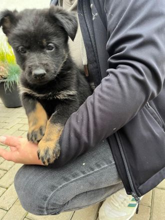 Deutsche Schäferhund Welpen DDR Linie
