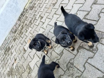 Deutsche Schäferhund Welpen DDR Linie