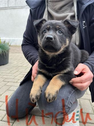 Deutsche Schäferhund Welpen DDR Linie