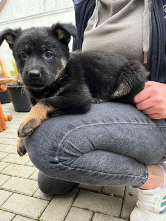 Deutsche Schäferhund Welpen DDR Linie