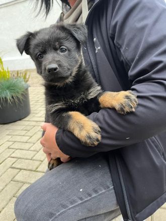 Deutsche Schäferhund Welpen DDR Linie