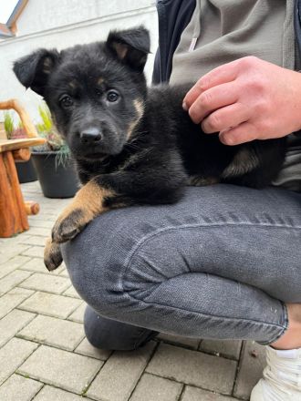 Deutsche Schäferhund Welpen DDR Linie