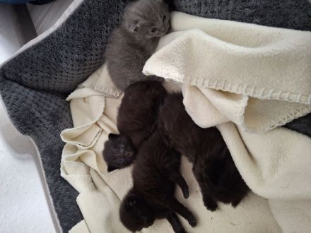 Familienfreundliche Siam/ Perser kitten