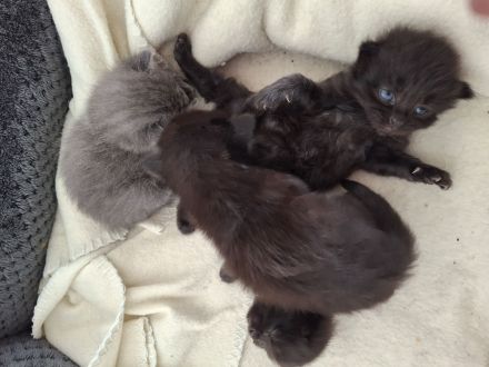 Familienfreundliche Siam/ Perser kitten