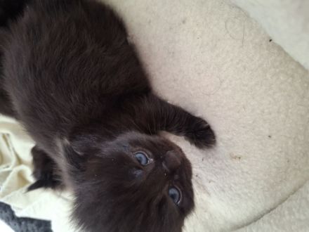 Familienfreundliche Siam/ Perser kitten