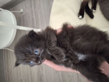 Familienfreundliche Siam/ Perser kitten