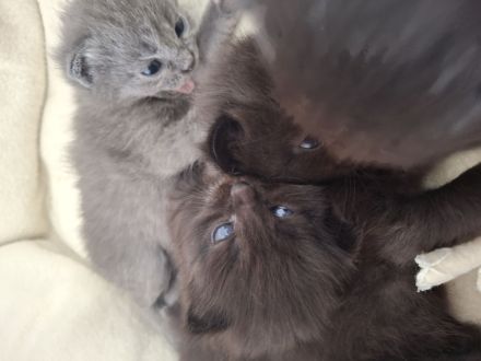 Familienfreundliche Siam/ Perser kitten