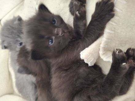 Familienfreundliche Siam/ Perser kitten