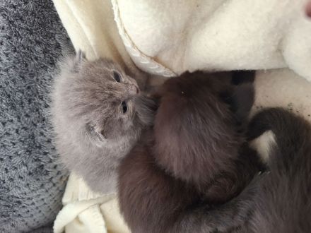 Familienfreundliche Siam/ Perser kitten