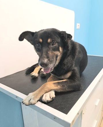 Peter, a.d.Tierschutz, sucht Happy-Home