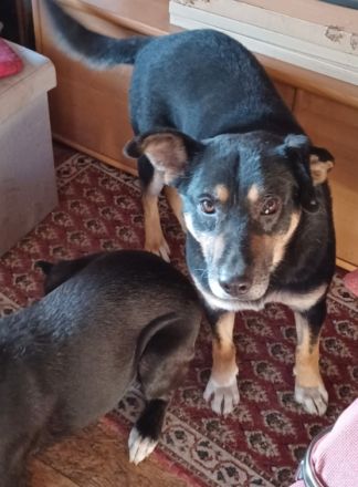 Peter, a.d.Tierschutz, sucht Happy-Home