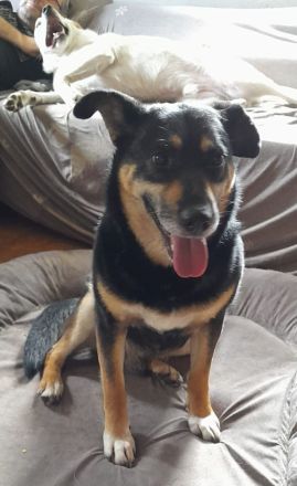 Peter, a.d.Tierschutz, sucht Happy-Home