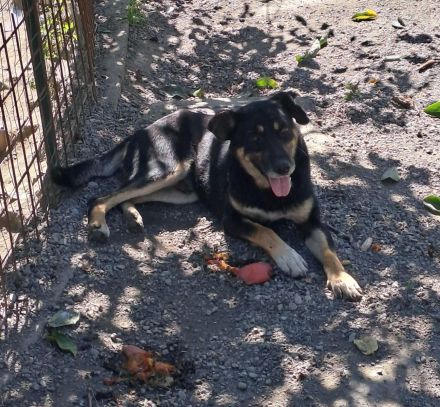 Peter, a.d.Tierschutz, sucht Happy-Home