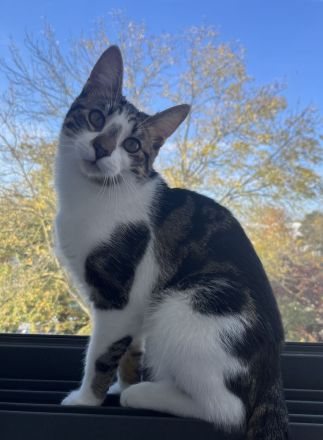 Verkaufe 6 Monate alten Kater