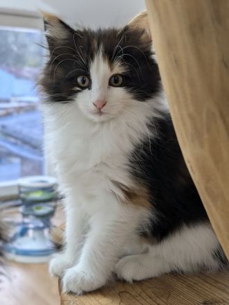 Norwegische Waldkatzen Kitten mit Stammbaum