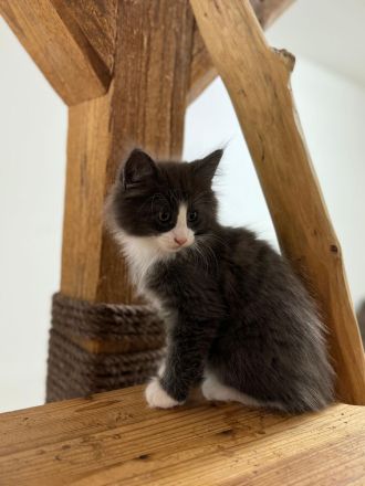 Norwegische Waldkatzen Kitten mit Stammbaum