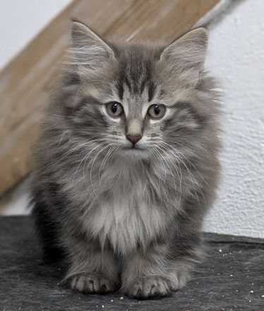 Norwegische Waldkatzen Kitten mit Stammbaum