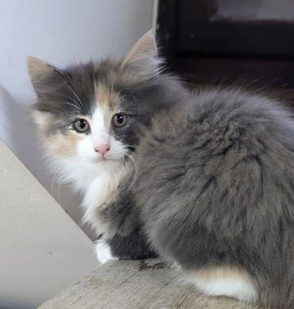 Norwegische Waldkatzen Kitten mit Stammbaum