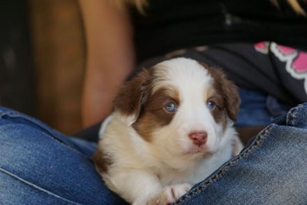 Liebevolle Mini Australian Shepherd Rüden suchen ein neues Zuhause!