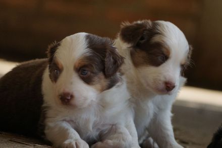Liebevolle Mini Australian Shepherd Rüden suchen ein neues Zuhause!
