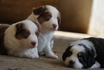 Liebevolle Mini Australian Shepherd Rüden suchen ein neues Zuhause!